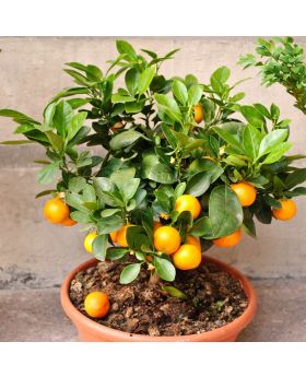 Darjeeling Orange plant