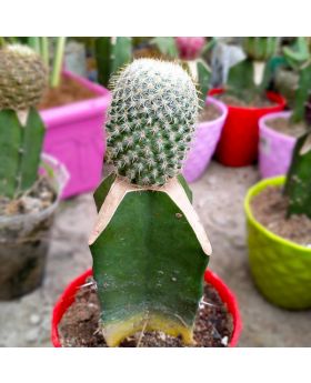  Cactus Plant
