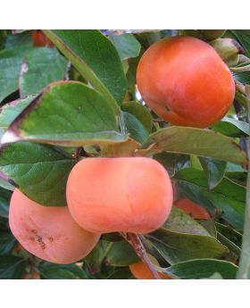 Persimmon Fruit Tree