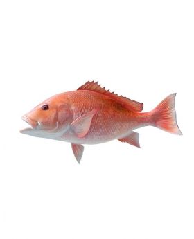 Bhata Sea Fish