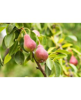 Kashmiri Apple Plant